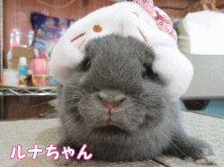 150424c1.gif
