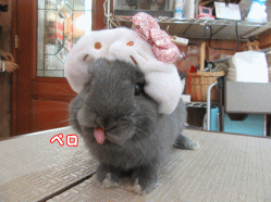 150424c2.gif
