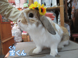 150424d1.gif
