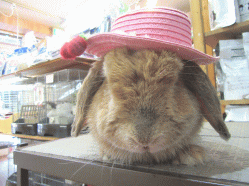 150424e2.gif