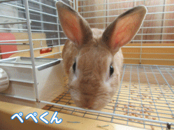 150424g1.gif