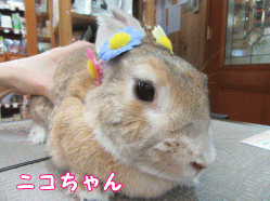 150426i.gif