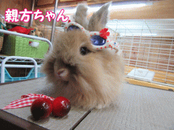 150428a.gif