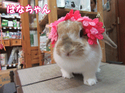 150428b.gif