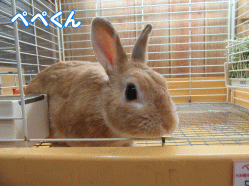 150428g.gif
