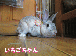 150429c1.gif