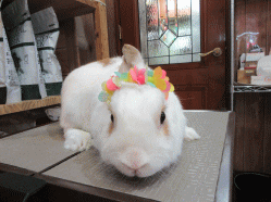 150429h2.gif