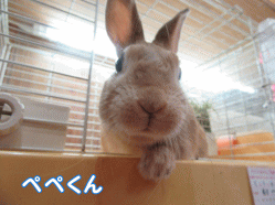 150429l1.gif
