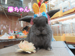 150430e.gif