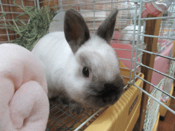 150430p.gif