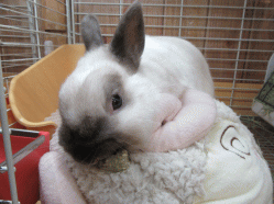 150501f2.gif