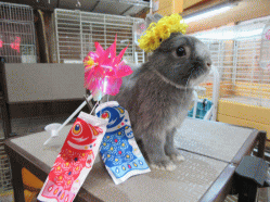 150502a2.gif