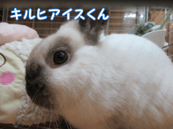 150502h1.gif