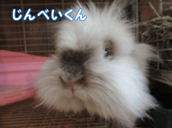 150502v1.gif