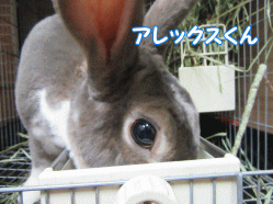 150503p.gif