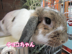 150503z1.gif