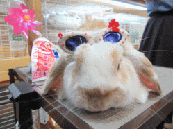 150504f.gif