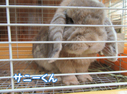 150504z3.gif