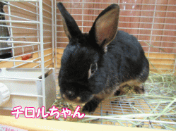 150504z5.gif