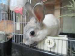 150504z84.gif