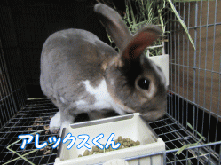 150504z87.gif
