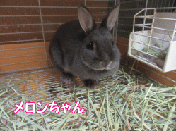 150504z89.gif