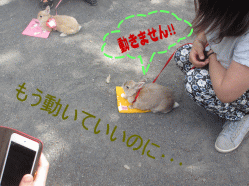 150506s4い31.gif