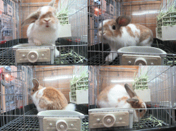 150507b.gif