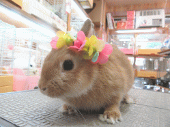 150508b2.gif