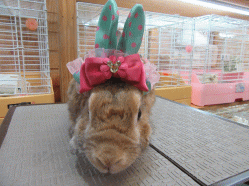 150511b.gif