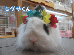 150511c.gif