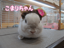 150514c.gif