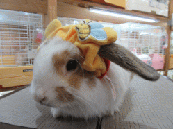 150514f.gif