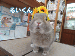 150514g.gif