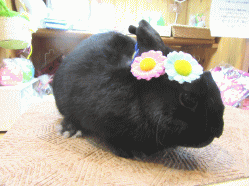 150516c2.gif