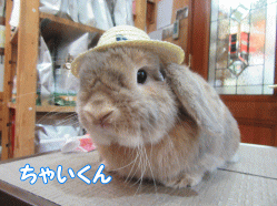 150517a.gif
