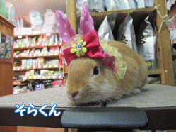 150517c.gif