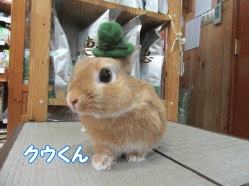 150517e.gif