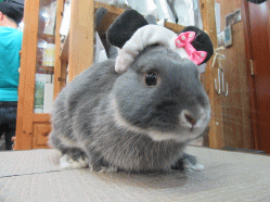150517h.gif