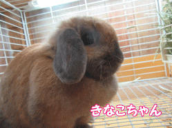 150517q.gif