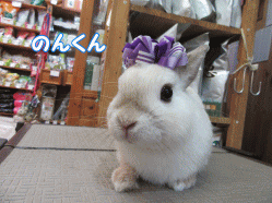 150518a.gif