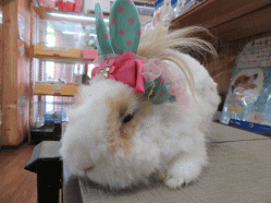 150518h.gif
