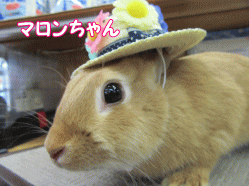 150523f.gif