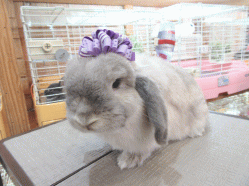 150524b2.gif