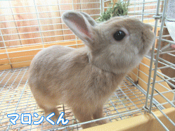 150529c1.gif
