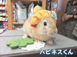 150529d1.gif