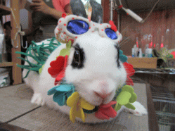 150530d.gif