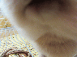150530h.gif
