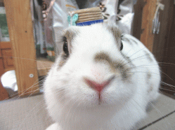 150531a2.gif