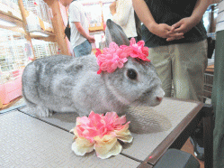 150531b2.gif